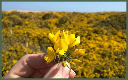 Wild Gorse – Zwoel & Zoet - Ambachtelijke Zeep 190g by MoodCompanyNL