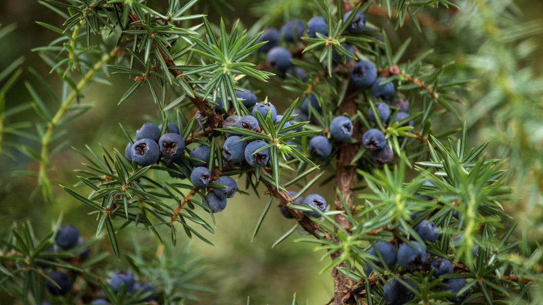 Jeneverbes (Juniper)