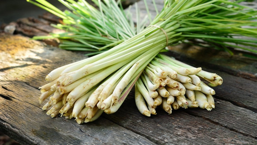 Citroengras - MoodCompanyNL