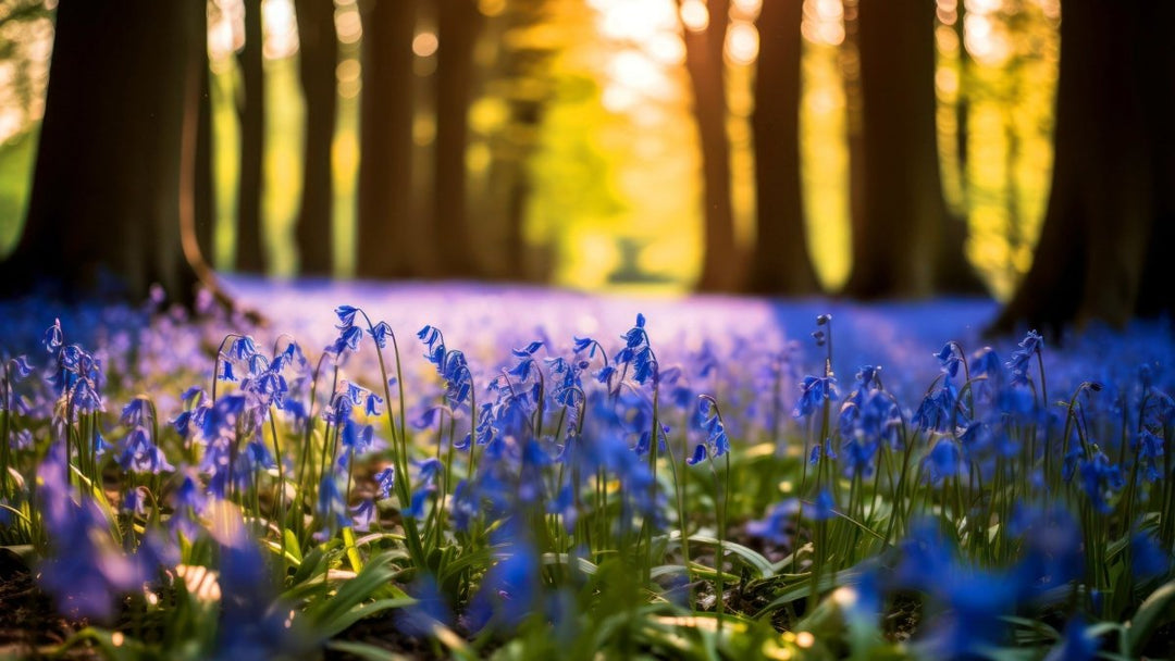 Hyacint (Bluebell) - MoodCompanyNL