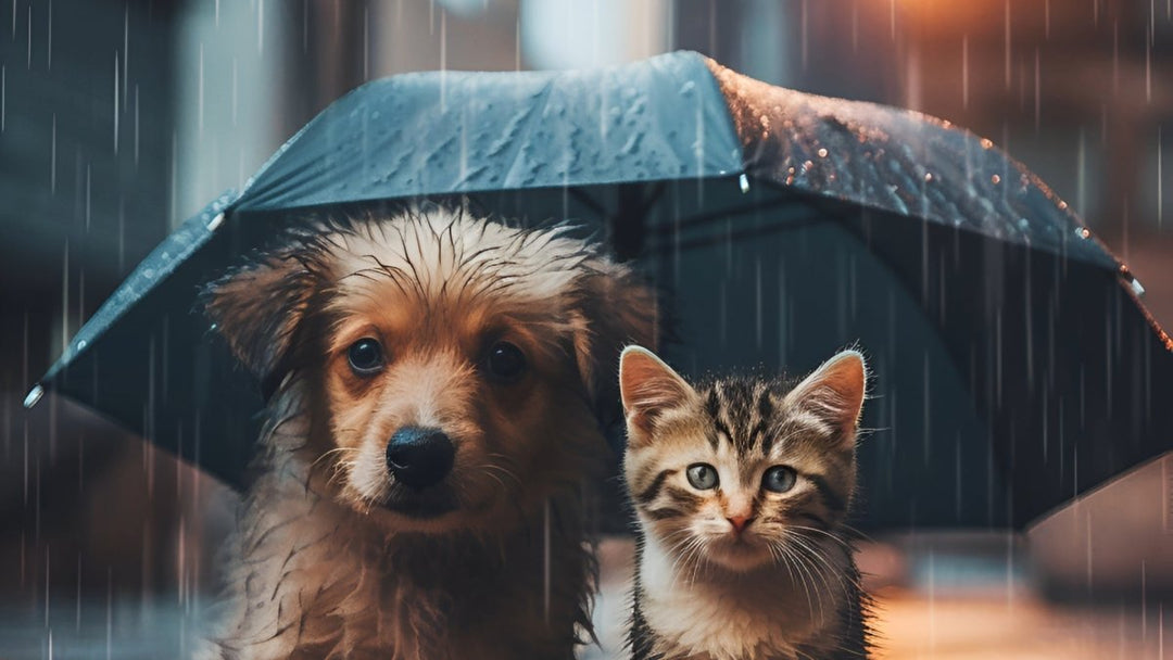 Paraplu's - MoodCompanyNL